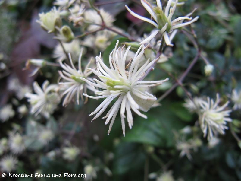 Datei:ClematVita Blü3 Dürn 151010 2295.jpg