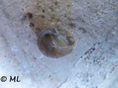 Der Fuß, Vir 11/2012