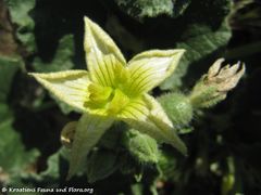 ♂ Blüte, Dugopolje 06/2011