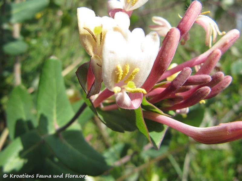 Datei:Loni cap Blü1 Vir 120518 140.jpg