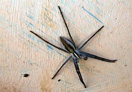 Pisaura mirabilis Heike 190325 2.jpg