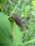 Osterluzei, Rundknollige