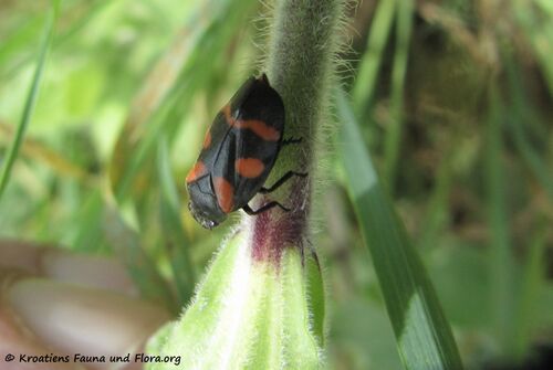 CercopsSangui Priv 140427 2635.jpg