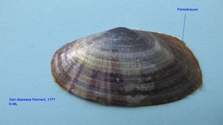 Das Periostracum, Vir 10/2009