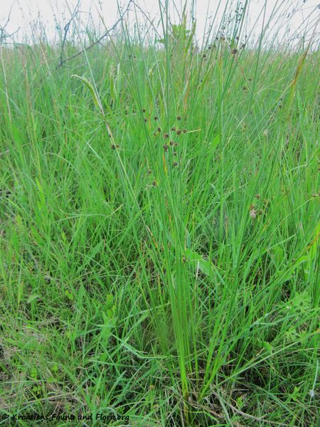 Datei:Hab2 ScirpoidesHolo Priv 140427 2655.jpg