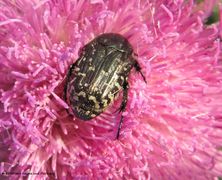 auf Asphodelus aestivus Brotero, 1804 - Ästiger Affodil, primorski čepljez Otok Vir05/2010