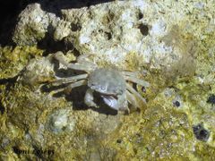 Kurz nach der Häutung, Vir 06/2011