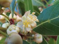 Laurus nobilis Linné, 1753 - Echter Lorbeer, lovor. Fundort: Vir 02/2021. Essbare Pflanze , Heilpflanze, Zierpflanze, Invasive Pflanze
