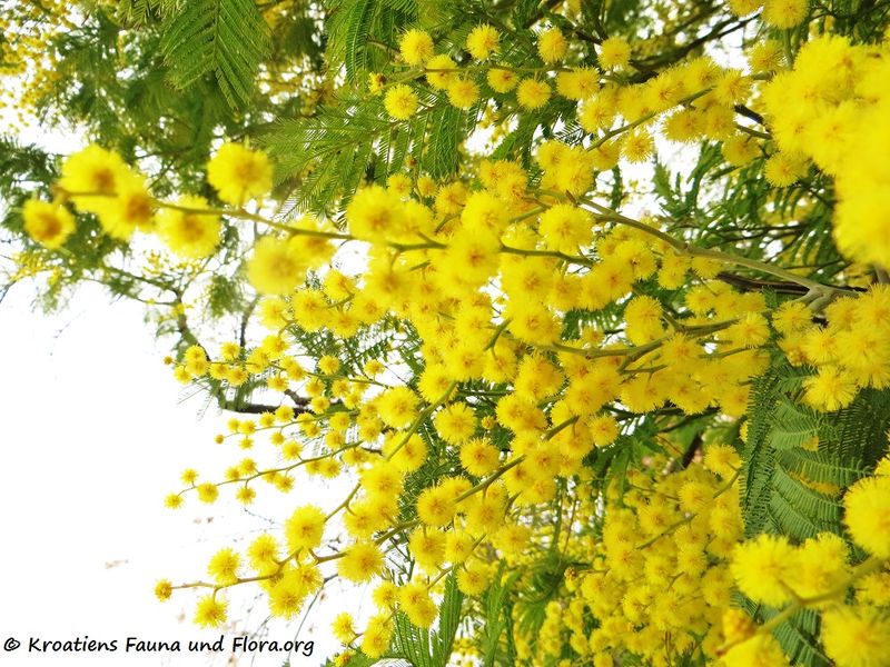Datei:Acacia dealbata Link, 1822 SvFiJa180129 10663 txt.jpg