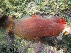 Alttier mit Jungtier, Vir 09/2012