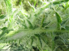 CardNu Stä Vir 130428 1352.jpg