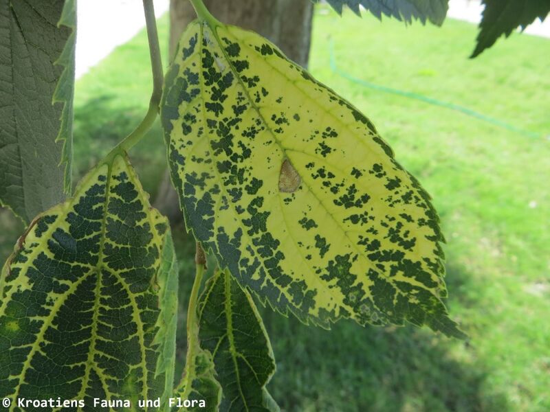 Datei:Celtis australis Ampelovirus 190716 1241 Vrana.JPG