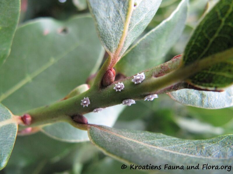 Datei:Ceroblastes ceriferus Fabricius, 1798 Nin 151003 2090.JPG
