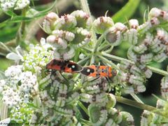 Senj, Burg Nehaj 04/2014