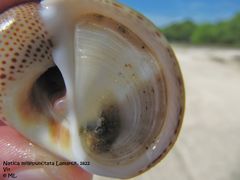 mit dem dunklen Auge, Vir 09/2011