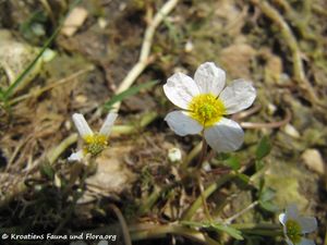 RanunPelBaud Vel 140601 3844.jpg