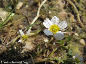 RanunPelBaud Vel 140601 3844.jpg