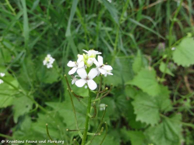 Datei:Alliaria petiolata Cavara & Grande, 1913 Pola 180418 12277.jpg