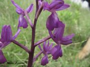 Anacamptis laxiflora (Lam.) R.M.Bateman, Pridgeon & M.W.Chase, 1997 - Lockerblütiges Knabenkraut, rahlocvjetni kaćun. Fundort: Privlaka 04/2014, Streng geschützt