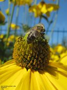 Auf Sonnenhut, vermutlich die Dunkle Europäische Biene Apis mellifera mellifera, Heselbach 08/2011