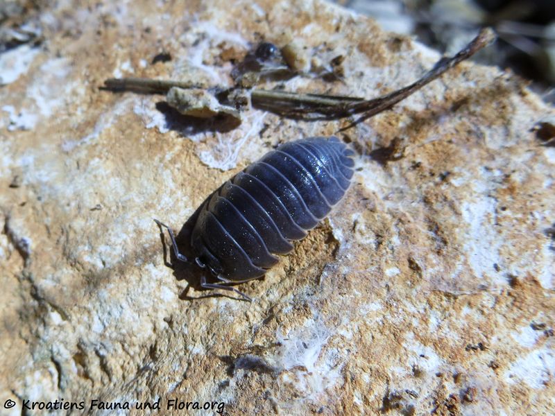Datei:Armadillidium vulgare Latreille, 1804 Vir 190329 0540.jpg