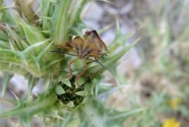 Kopf, Otok Vir 08/2013