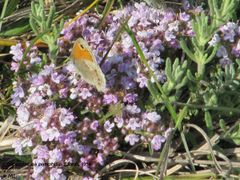 Auf Thymus serpyllum Linné, 1753 - Sand-Thymian, Otok Vir 04/25011