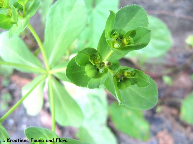 Datei:EuphoHeli Fru 1 TH 120726 588.JPG