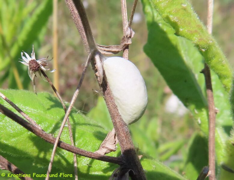 Datei:Glaucopsyche alexis Poda, 1761 Vir 220518 2751.JPG