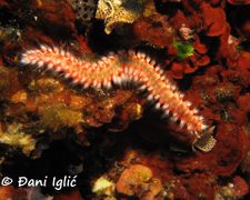 Zadar von Đani Iglić