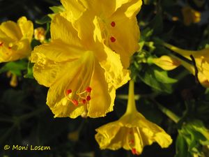 MirJala Vir 150730 1490.jpg