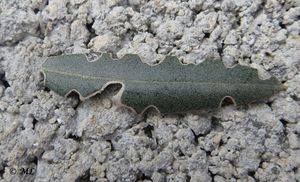 OtiorhCribi 121225 4085.jpg