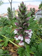 Balkan-Bärenklau. Fundort: Zadar 05/2015