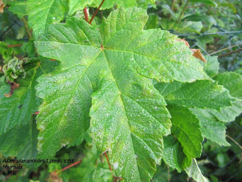 Datei:Acer platanoides Linné, 1753 Mur 110925 08.jpg
