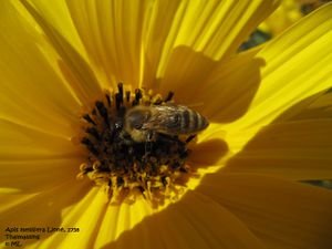 Api mel TH 111003 35.jpg