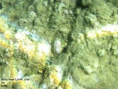 Jungtier in einer Felsspalte, Vir 09/2011