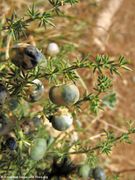 Unreife Frucht, Vir 09/2011