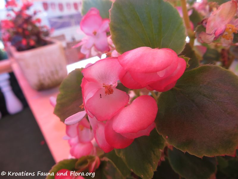 Datei:Begonia semperflorens-cultorum Hort. Kož 180624 14256.jpg