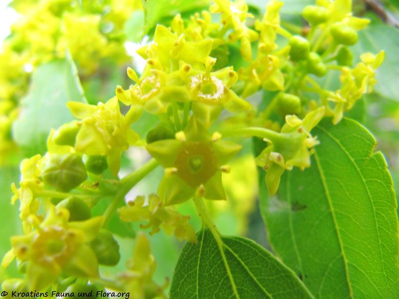 Datei:Blü1 Pal Spin Senj 150520 0711.jpg