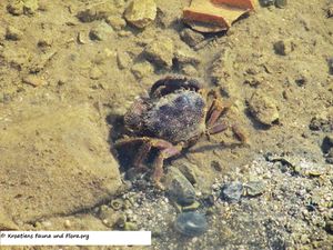 EriphVerr Tov 121018 3645.jpg