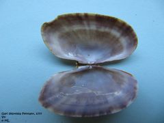 Innenseite der Schale, Vir 06/2009