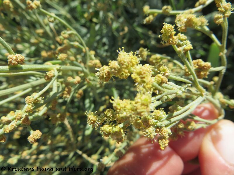 Datei:Halimione portulacoides (L.) Aellen, 1938 Vir 200904 1262.JPG