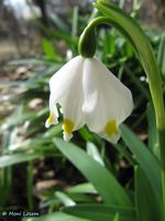 Leucojum vernum Linné, 1753, R Zent 120315 13.jpg