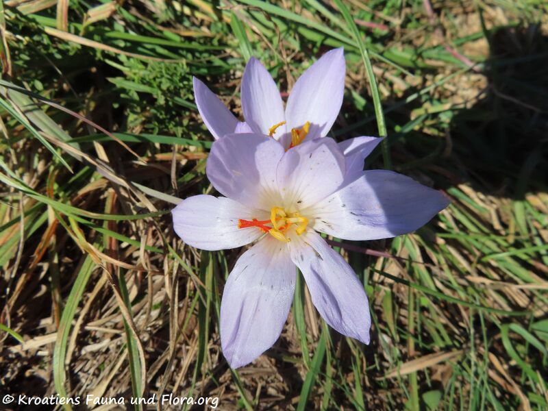 Datei:Crocus thomasii Tenore, 1826 Vir 201018 1459 k.jpg