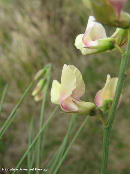 Datei:LathyPann Vir 150423 0280.jpg