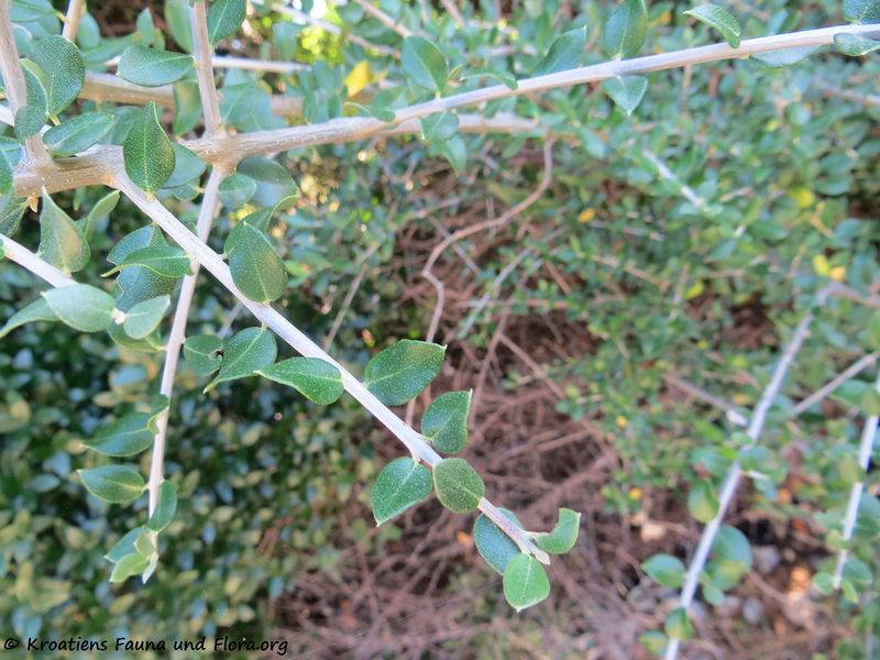 Datei:Olea europaea var. sylvestris Linné, 1753 Lun 180626 14280.jpg