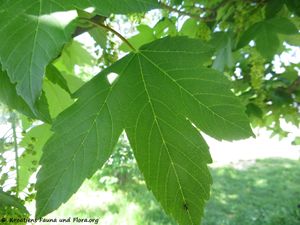 Acer pseudoplatanus Linné, 1753 OdDrag 180427 12809.jpg