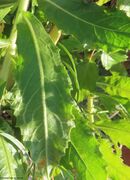 Blattunterseite, Otok Vir 06/2023