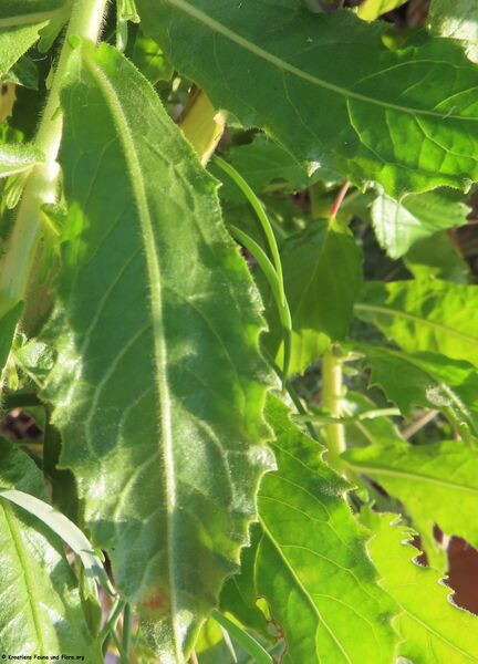 Datei:Bla Dittrichia viscosa 230624 4085 1.jpg