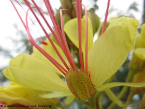 CaesaGilles Vir 120903 1766.jpg